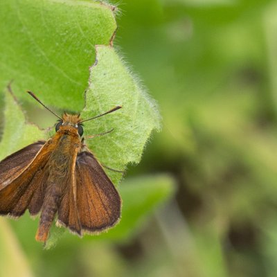 Thymelicus acteon (soumračník žlutoskvrnný), GR, Ano Garounas, Korfu