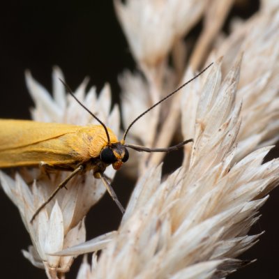 Eilema lutarella (lišejníkovec hlínožlutý), PP Bobrava