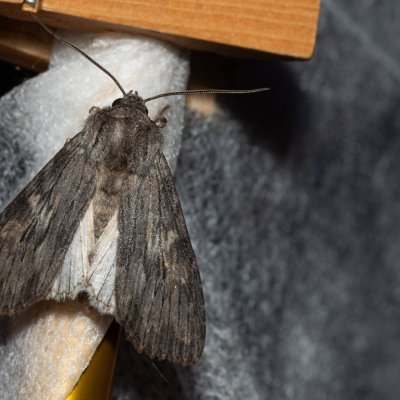 Scotochrosta pulla (-), PP Milovická stráň