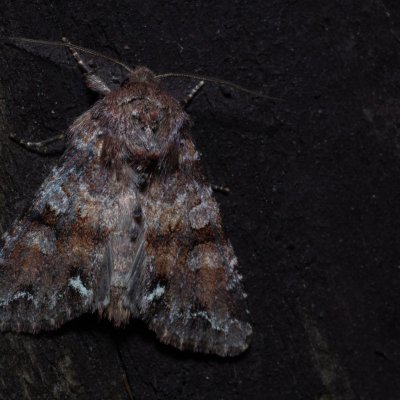 Ceramica pisi (můra hrachová), SK, Štôla