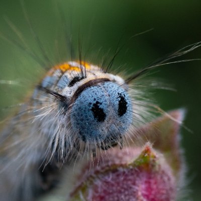 Malacosoma neustria (bourovec prsténčivý), GR, Arakli, Korfu