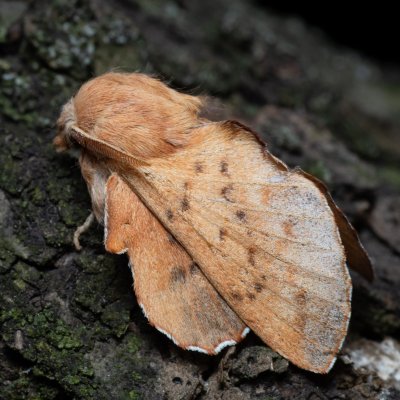 Phyllodesma tremulifolia (bourovec zejkovaný), PP Kavky
