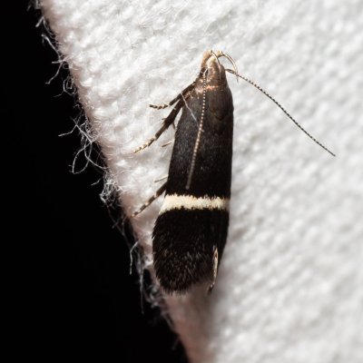 Aproaerema sp., Hády