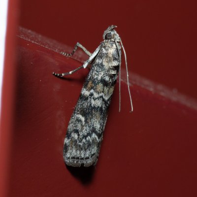 Dioryctria abietella (zavíječ smrkový), IT, San Leonardo, Jižní Tyrolsko