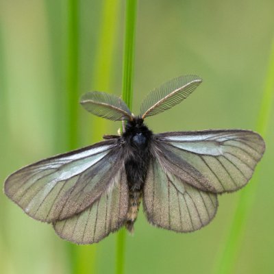 Penthophera morio (smutník jílkový), NPR Čertoryje