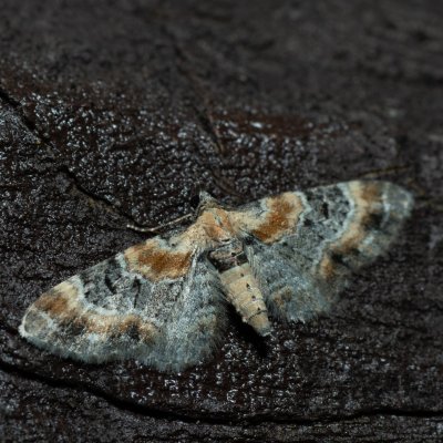 Eupithecia linariata (píďalička květelová), SK, Štôla