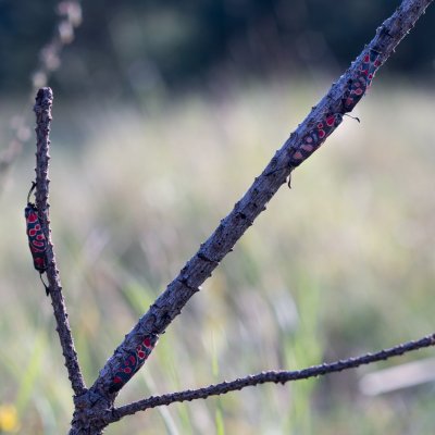 Zygaena carniolica (vřetenuška ligrusová), PP Černice