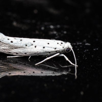 Yponomeuta sp., PR Kamenný vrch