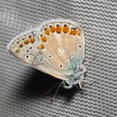 Polyommatus thersites (modrásek vičencový), PP Na cvičišti