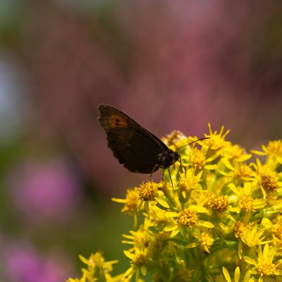 Erebia euryale (okáč rudopásný), SK, NPR Furkotská dolina, Tatry
