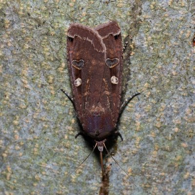 Noctua pronuba (osenice šťovíková), Devět křížů