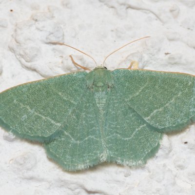 Chlorissa etruscaria (zelenopláštník smldníkový), HR, Jablanac