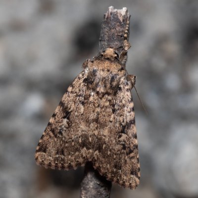 Amphipyra effusa (-), GR, Sokraki, Korfu