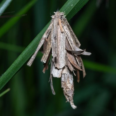 Canephora hirsuta (vakonoš trávový), PP Střelický les
