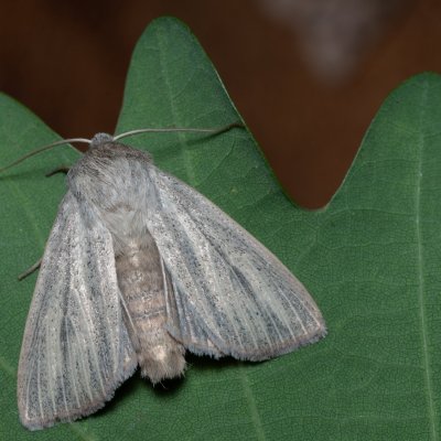 Mythimna pudorina (plavokřídlec ostřicový), PP Černice