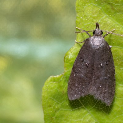 Luquetia lobella (-), Kývalka