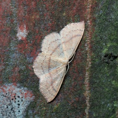 Cyclophora linearia (očkovec bukový), Březina