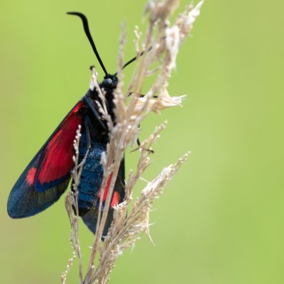 Zygaena lonicerae (vřetenuška pětitečná), SK, Štôla