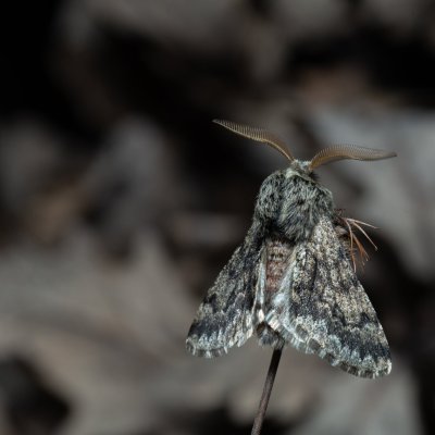 Apocheima hispidaria (drsnokřídlec dubový), PR Kamenný vrch