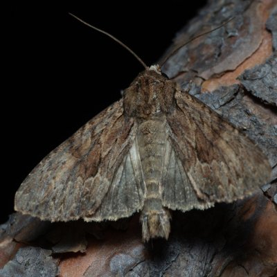 Apamea syriaca (šedavka syrská), PP Černice